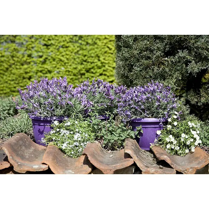 Piardino Schopflavendel - Lavandula stoechas, Topfgröße: 14 cm, Violett - Stimmungsaufnahme