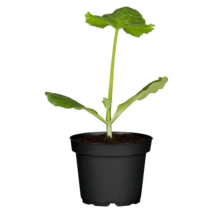 Zucchini - Cucurbita pepo 'Rhodos', 12 cm, Erntezeit: August - Vorderansicht