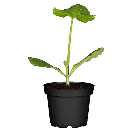 Zucchini