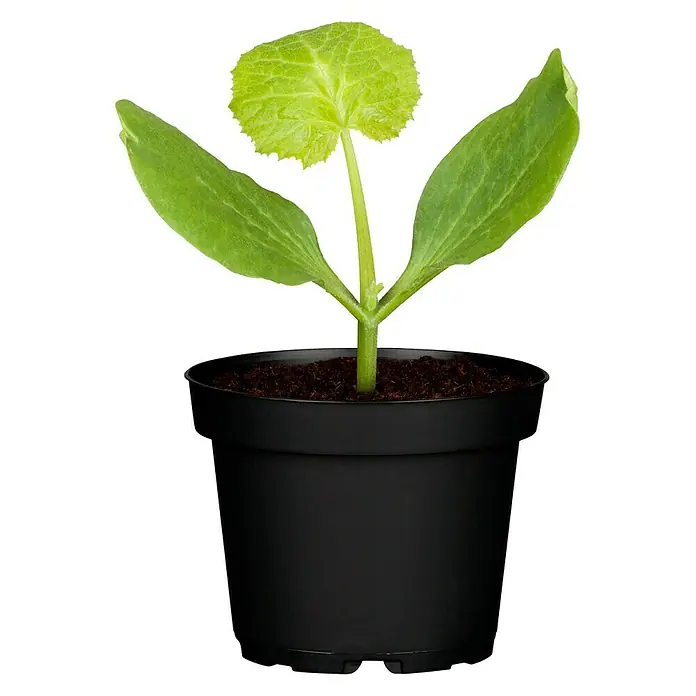 Piardino Zucchini - Cucurbita pepo 'Satelite', 10,5 cm, Erntezeit: August - Oktober - Vorderansicht