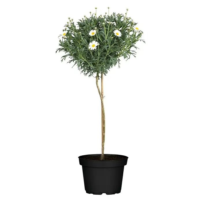 Piardino Strauchmargerite Stella - Argyranthemum frutescens 'Stella', Topfgröße: 18 cm, Weiß - Vorderansicht