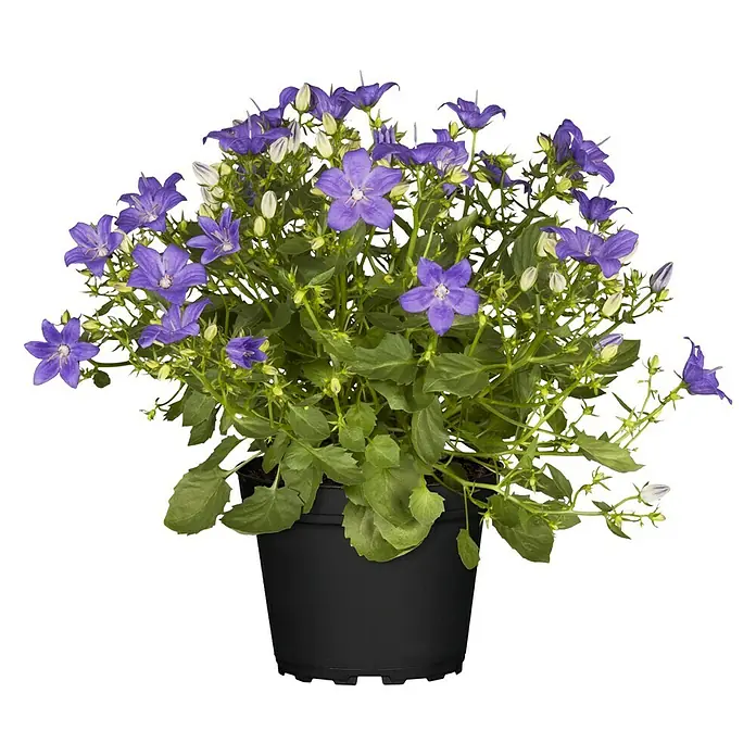 Piardino Glockenblume Ambella Purple - Campanula portenschlagiana, Topfgröße: 12 cm, Violett - Vorderansicht