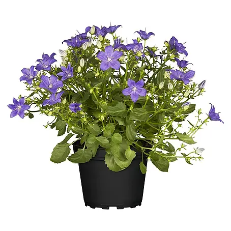 Piardino  Glockenblume Ambella Purple