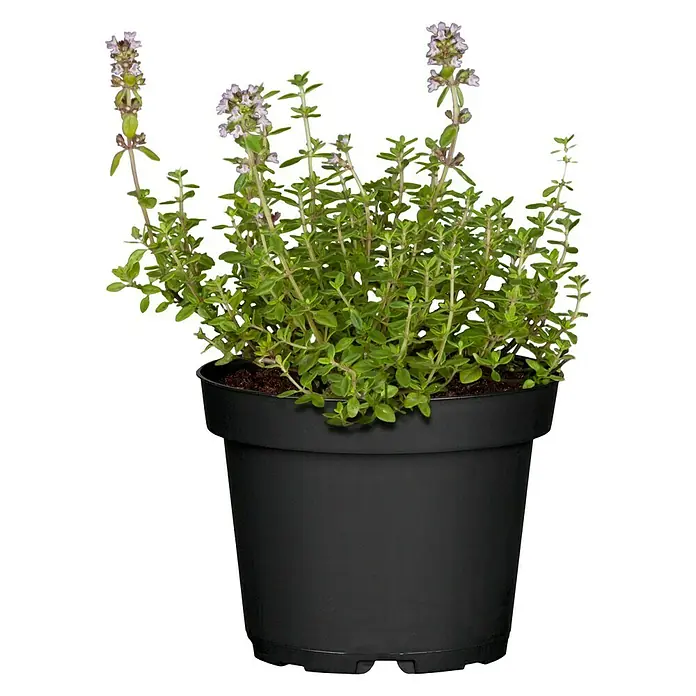 Piardino Echter Thymian Lemon - Thymus citriodorus - Vorderansicht