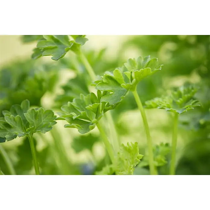 Piardino Petersilie - Petroselinum crispum - Detailaufnahme