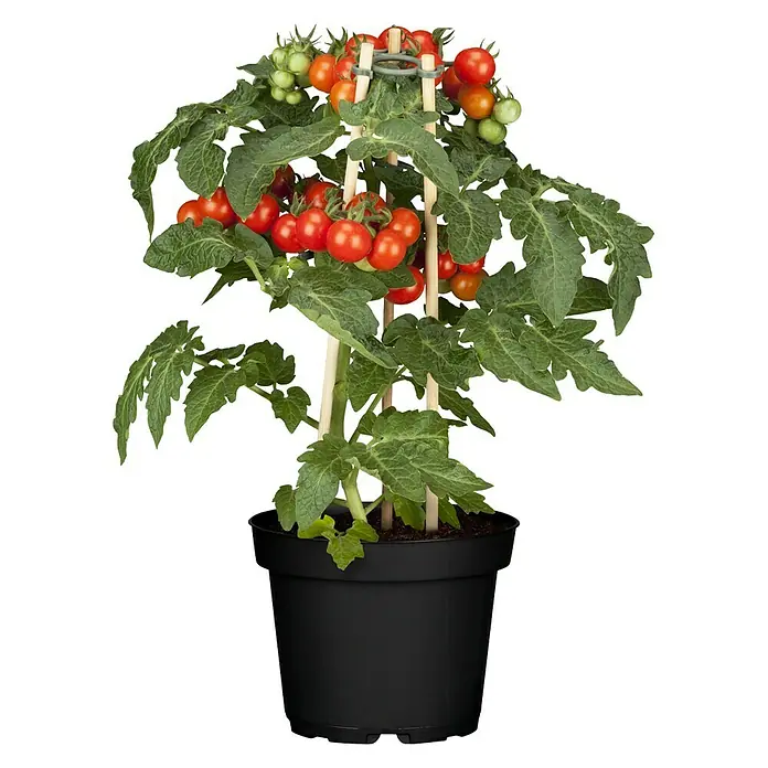 Piardino Tomate - Solanum lycopersicum, 15 cm, Erntezeit: Juli - Oktober - Vorderansicht