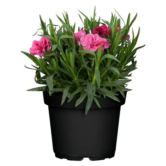 Piardino Gartennelke - Dianthus caryophyllus, Topfgröße: 12 cm, Blütenfarbe: Gelb - Vorderansicht