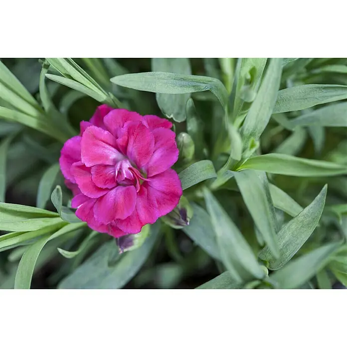 Piardino Gartennelke - Dianthus caryophyllus, Topfgröße: 12 cm, Blütenfarbe: Gelb - Detailaufnahme