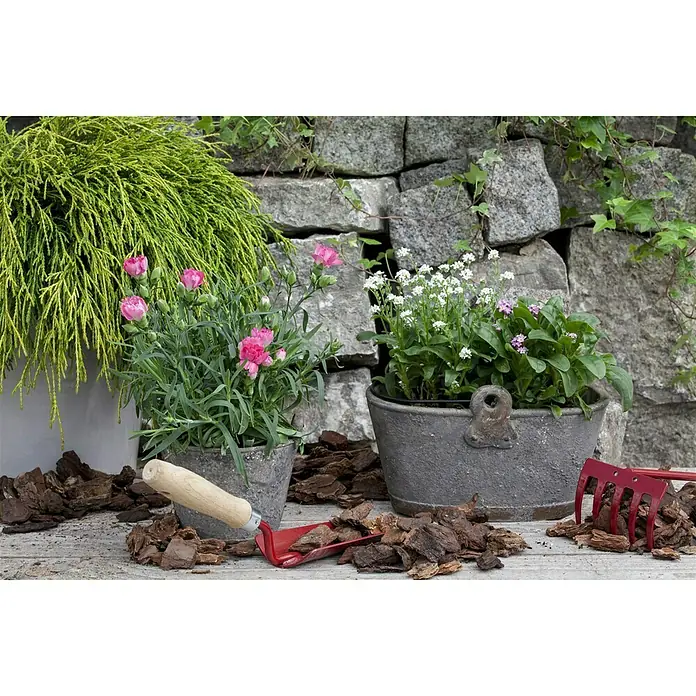 Piardino Gartennelke - Dianthus caryophyllus, Topfgröße: 12 cm, Blütenfarbe: Gelb - Stimmungsaufnahme