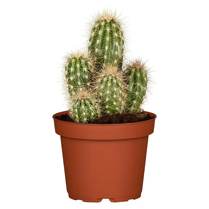 Piardino Cactus - Cactus, Tamaño de maceta: 12 cm - Vista frontal