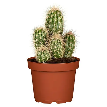 Piardino  Cactus
