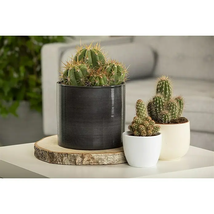 Piardino Kaktus - Cactus, Topfgröße: 17 cm - Stimmungsaufnahme