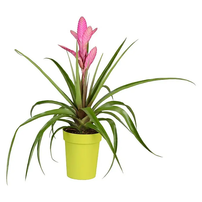 Piardino Bromelie - Bromelia , Topfgröße: 12 cm - Vorderansicht