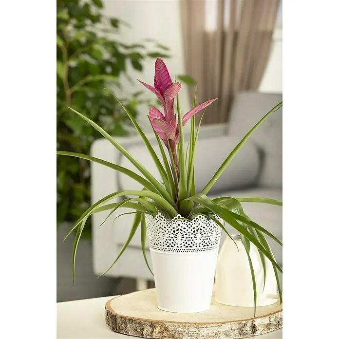 Piardino Bromelie - Bromelia , Topfgröße: 12 cm - Stimmungsaufnahme