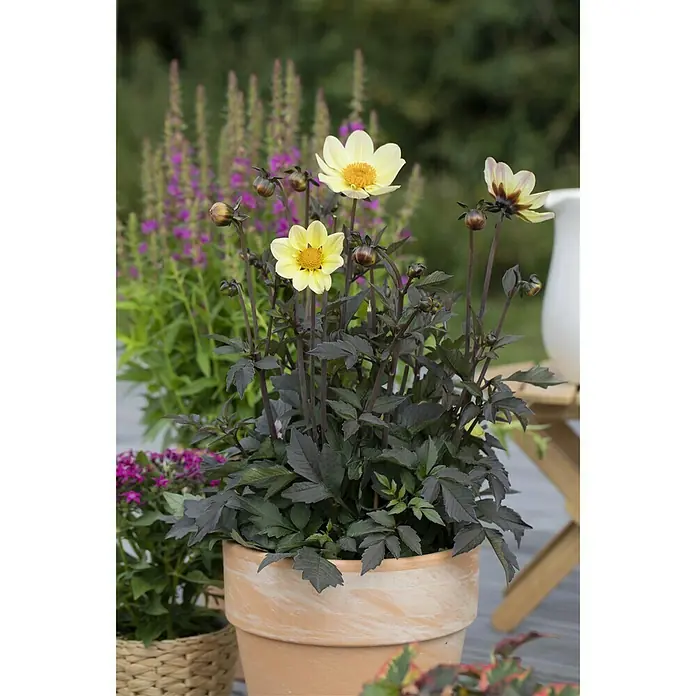 Piardino Dahlie 'Happy Days' - Dahlia "Happy Days" - Stimmungsaufnahme