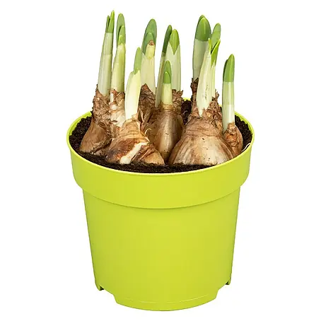Piardino  Frühlingsblumenzwiebeln 'Jet Fire'