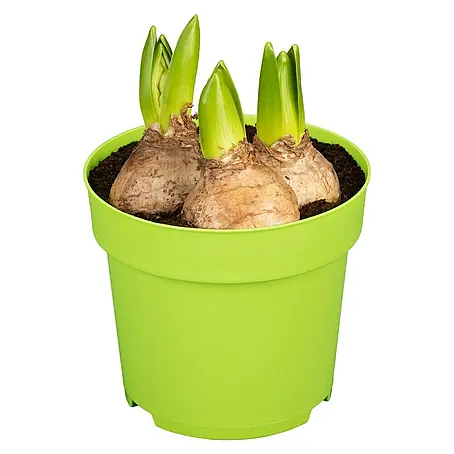 Piardino  Frühlingsblumenzwiebeln