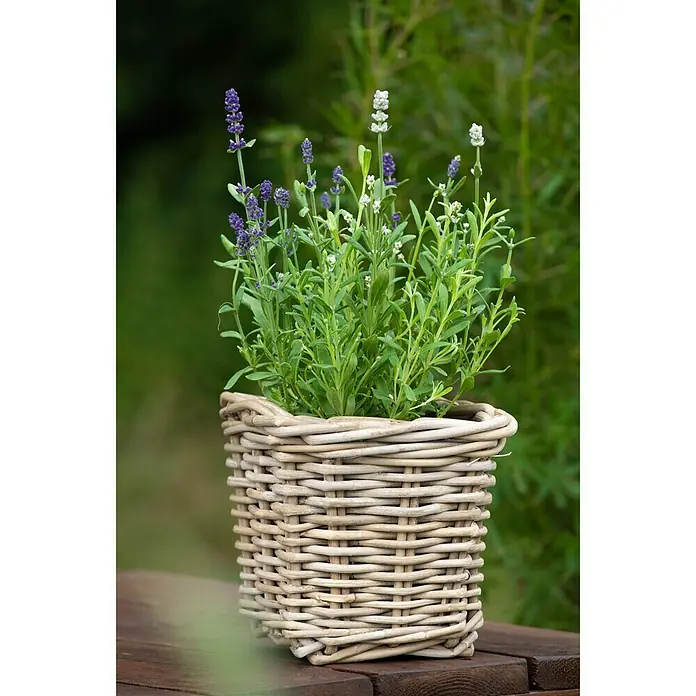 Piardino Lavanda - Lavandula angustifolia, Violeta - Foto ambiente