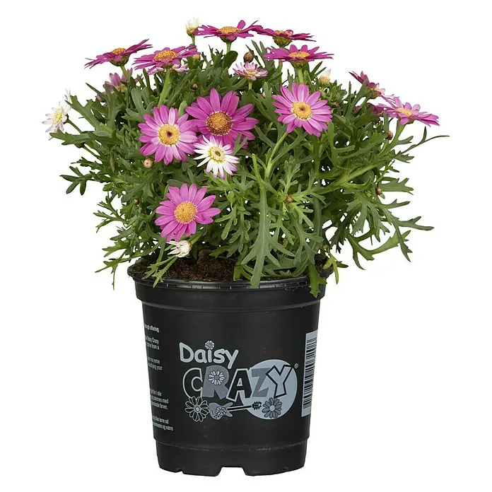 Piardino Strauchmargerite - Argyranthemum frutescens, Sortenabhängig - Vorderansicht
