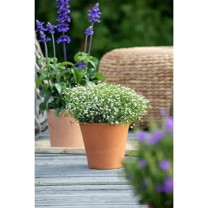 Piardino Ilusión - Gypsophila muralis, Tamaño de maceta: 13 cm, Blanco - Foto ambiente