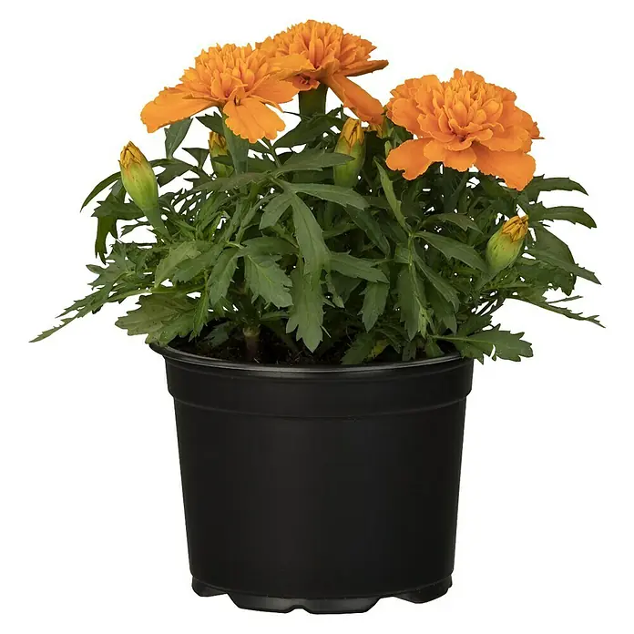 Piardino Staude Niedrige Studentenblume - Tagetes patula, Topfgröße: 13 cm, Blütenfarbe: Sortenabhängig - Vorderansicht