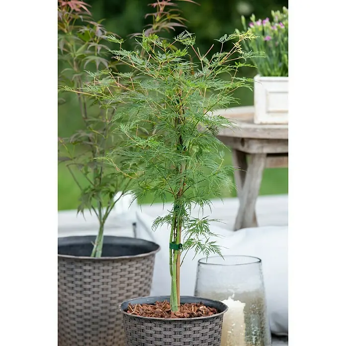 Piardino Arce japonés - Acer palmatum 'Dissectum' - Foto ambiente