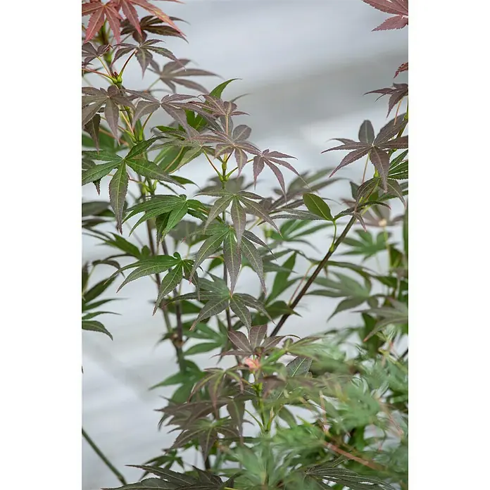 Piardino Arce japonés - Acer palmatum 'Atropurpureum' - Primer plano