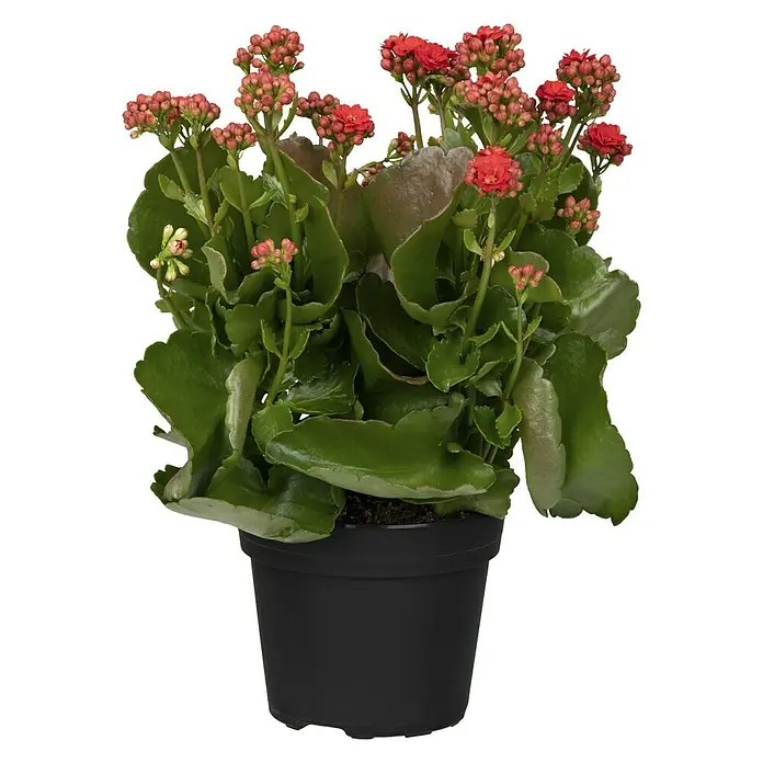 Piardino Kalanchoe blossfeldiana - Kalanchoe blossfeldiana 'Calandiva'®, Tamaño de maceta: 13 cm, Rojo - Vista frontal