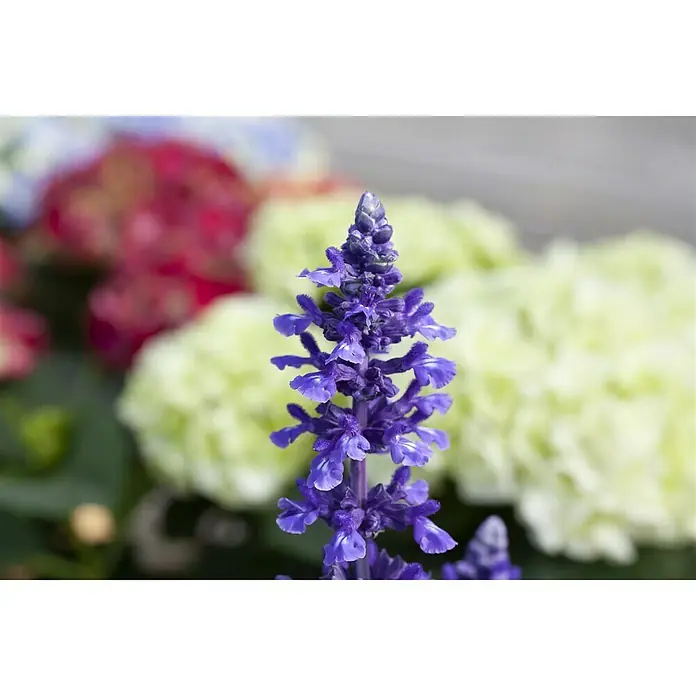 Piardino Mehliger Salbei - Salvia farinacea, Topfgröße: 12 cm, Blau, Violett - Detailaufnahme