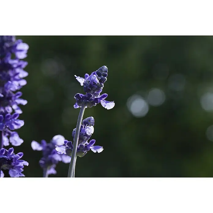 Piardino Mehliger Salbei - Salvia farinacea, Topfgröße: 12 cm, Blau, Violett - Detailaufnahme
