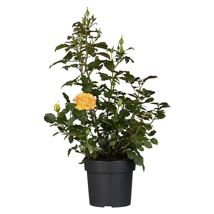 Bodendeckerrose - Topfvolumen: 2 l, Blütenfarbe: Sortenabhängig - Vorderansicht