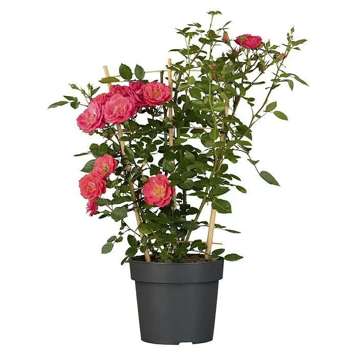 Piardino Kletterrose - Rosa 'Courtyard', Topfgröße: 21 cm, Rosa - Vorderansicht