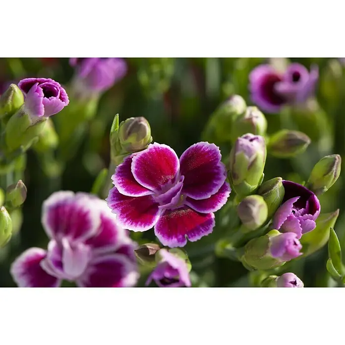 Piardino Gartennelke 6er Tray - Dianthus caryophyllus 'Pink Kisses', Blütenfarbe: Sortenabhängig - Detailaufnahme