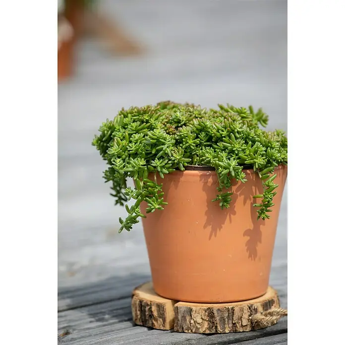 Piardino Mauerpfeffer - Sedum 'Coral Carpet', Topfgröße: 13 cm - Stimmungsaufnahme