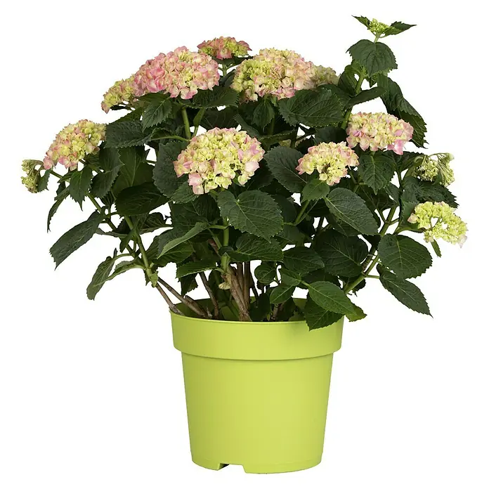 Piardino Bauernhortensie - Hydrangea macrophylla, Rosa, Topfvolumen: 5 l - Vorderansicht