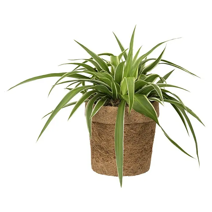 Piardino Grünpflanzen Mix - Verschiedene Sorten, Topfgröße: 13 cm, 1 x Pflanze - Vorderansicht