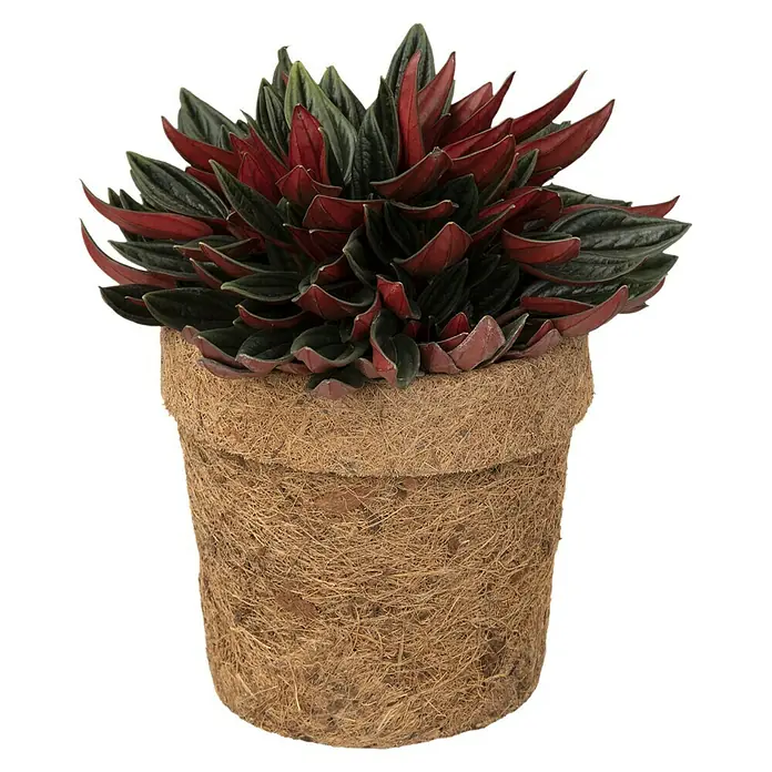 Piardino Grünpflanzen Mix - Verschiedene Sorten, Topfgröße: 13 cm, 1 x Pflanze - Vorderansicht