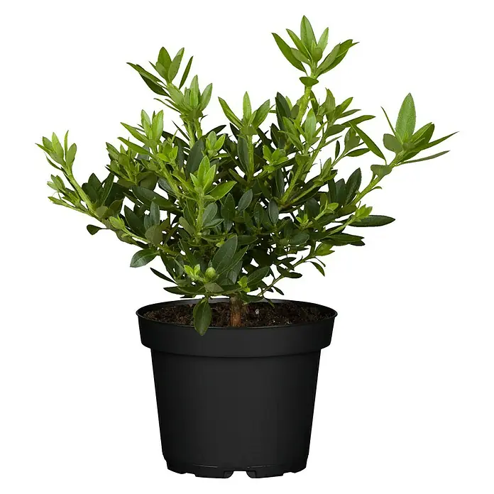 Piardino Zwergrhododendron 'Bloombux' ® - Rhododenron Bloombux, Topfgröße: 10 cm, Rosa - Vorderansicht