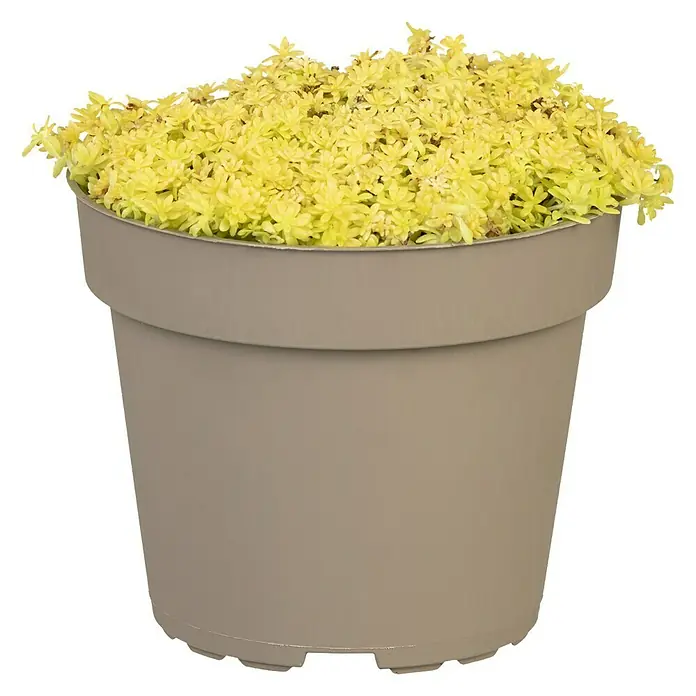 Piardino Mauerpfeffer - Sedum acre 'Aureum', Topfgröße: 13 cm - Vorderansicht