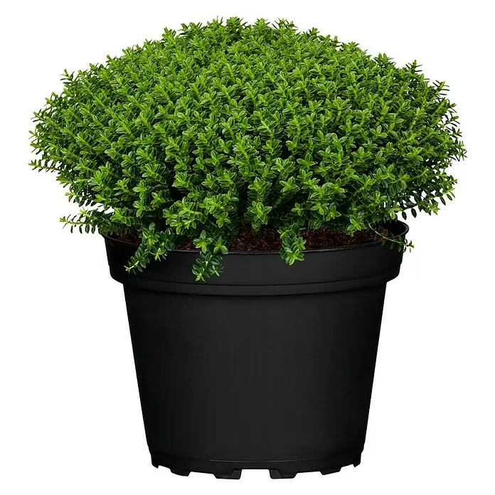 Piardino Strauchveronika - Hebe 'Green Boys' - Vorderansicht