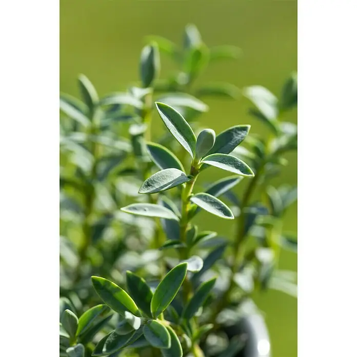 Piardino Strauchveronika - Hebe - Detailaufnahme