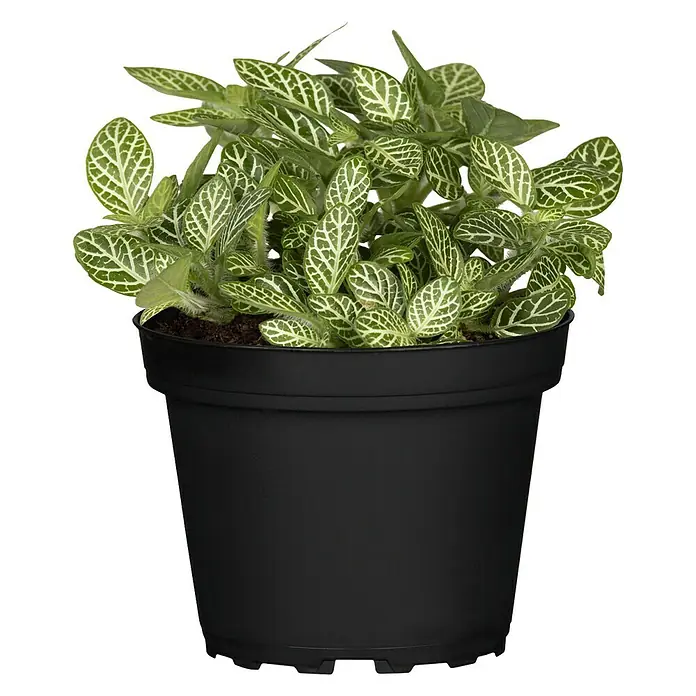 Piardino Fitonia - Fittonia Verschaffeltii, Tamaño de maceta: 6 cm - Vista frontal