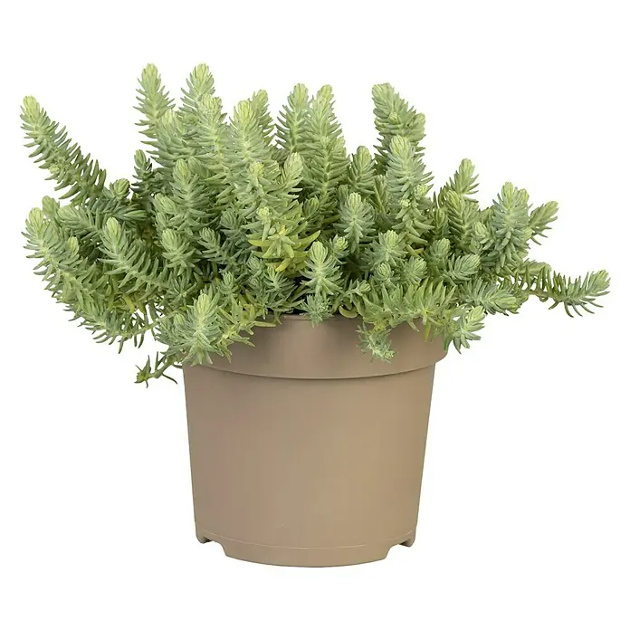 Piardino Mauerpfeffer - Sedum reflexum 'Angelina', Topfgröße: 13 cm - Vorderansicht