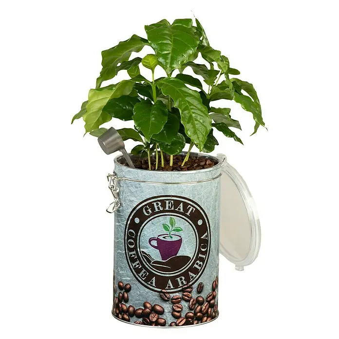 Piardino Kaffeestrauch - Coffea arabica, Grün - Vorderansicht