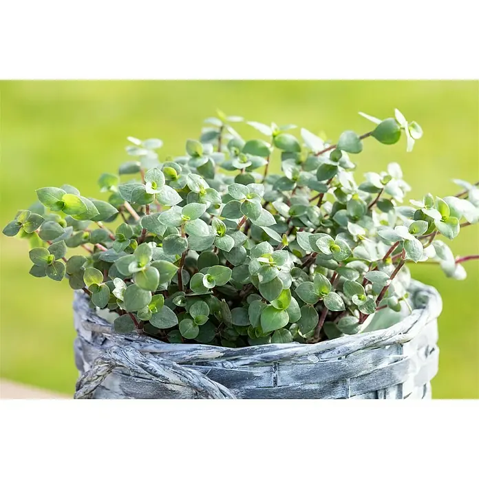 Piardino Schönpolster - Callisia repens, Topfgröße: 12 cm - Stimmungsaufnahme