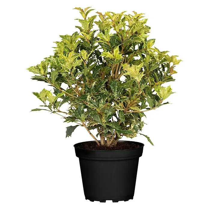 Stachelblättrige Duftblüte - Osmanthus heterophyllus 'Tricolor', Topfgröße: 17 cm - Vorderansicht