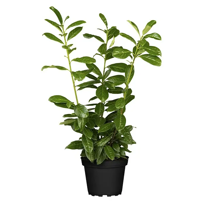 Piardino Kirschlorbeer - Prunus laurocerasus Novita, Aktuelle Wuchshöhe: 40 cm - 60 cm, 3 l - Vorderansicht