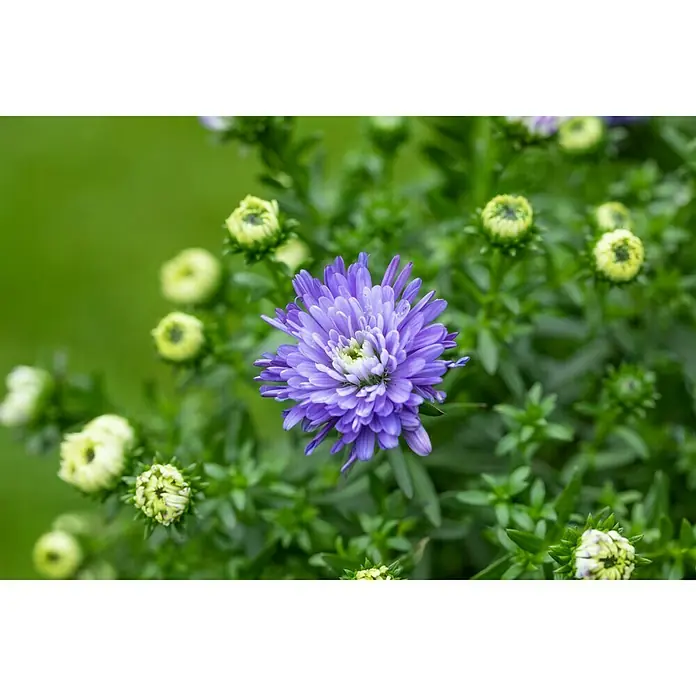 Piardino Áster - Aster dumosus, Tamaño de maceta: 17 cm, En función de la variedad - Primer plano