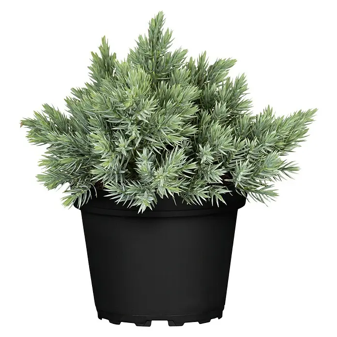 Piardino Koniferen-Mix Aufrecht - Coniferales Hybride, Topfgröße: 13 cm - Vorderansicht