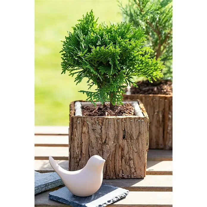 Piardino Koniferen-Mix Aufrecht - Coniferales Hybride, Topfgröße: 13 cm - Stimmungsaufnahme